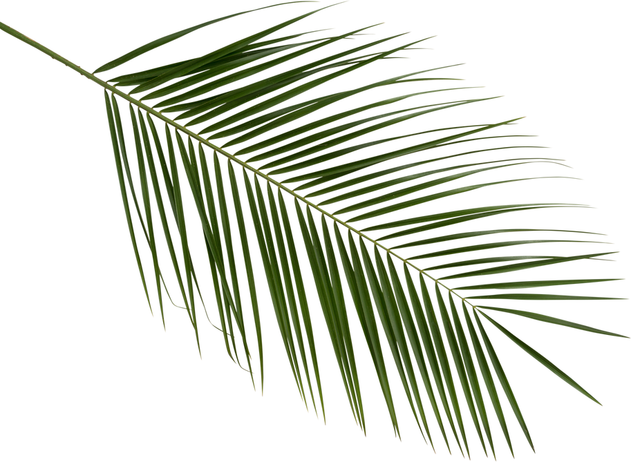 A Singel Palm Leaf